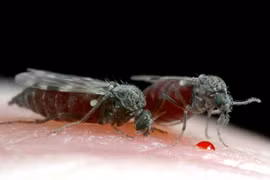 Loài côn trùng “vô hình” khiến hàng triệu người Việt khốn khổ 