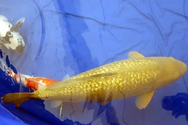 Tại sao cá chép “bọc vàng” trăm triệu hút dân chơi Việt?