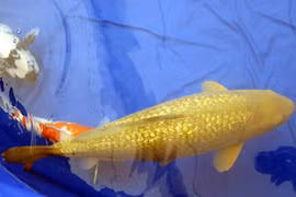 Tại sao cá chép “bọc vàng” trăm triệu hút dân chơi Việt?