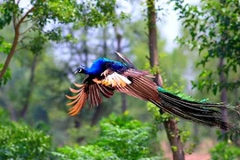 Đã mắt ngắm đôi khổng tước đẹp như tranh vẽ mùa giao phối