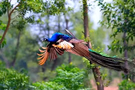 Đã mắt ngắm đôi khổng tước đẹp như tranh vẽ mùa giao phối