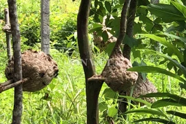 Độc nhất Quảng Ngãi: Nuôi bộ sưu tập loài 'tử thần' la liệt vườn nhà