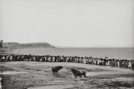 Hình độc về hội chọi trâu Đồ Sơn 1 thế kỷ trước