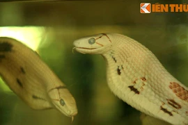 Khám phá bảo tàng Rắn độc nhất vô nhị Việt Nam