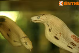 Khám phá bảo tàng Rắn độc nhất vô nhị Việt Nam