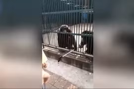 Khách tham quan ngỡ ngàng trước hành động thông minh của tinh tinh