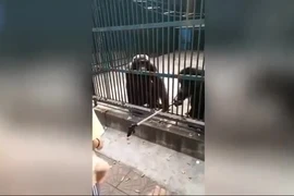 Khách tham quan ngỡ ngàng trước hành động thông minh của tinh tinh