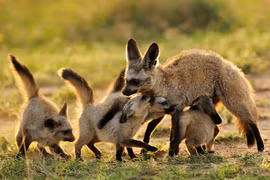 Ảnh đẹp về cuộc sống của loài cáo tai dơi cực đáng yêu