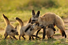 Ảnh đẹp về cuộc sống của loài cáo tai dơi cực đáng yêu