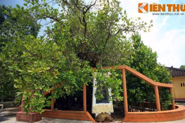 Chiêm ngưỡng cây bạch mai cổ thụ cực hiếm ở Nam Bộ