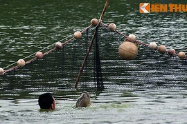 Ảnh độc: Bộ đội đặc công bắt cụ Rùa Hồ Gươm 2011