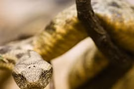 Tè bậy... quý ông bị rắn cắn ''của quý''