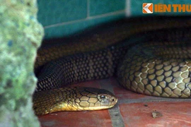 Cảnh rợn người ở thánh địa rắn khổng lồ của Việt Nam