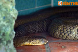 Cảnh rợn người ở thánh địa rắn khổng lồ của Việt Nam