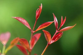 Mãn nhãn ngắm lộc xuân mơn mởn trên đất Phật