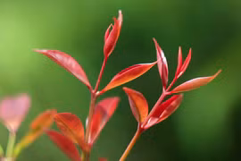 Mãn nhãn ngắm lộc xuân mơn mởn trên đất Phật