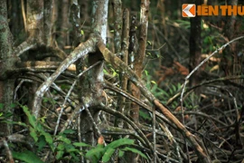 Vẻ đẹp mê hoặc của khu rừng rậm ngay sát Sài Gòn