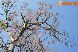 Ngẩn ngơ ngắm sắc hoa ngô đồng hồng rực Hoàng thành Huế