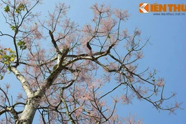 Ngẩn ngơ ngắm sắc hoa ngô đồng hồng rực Hoàng thành Huế