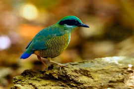 Loạt ảnh cực đẹp về chim rừng Việt Nam của Tăng A Pẩu