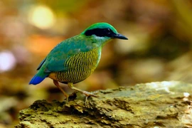 Loạt ảnh cực đẹp về chim rừng Việt Nam của Tăng A Pẩu