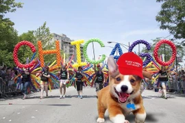 Cười lăn lộn với chú chó trở thành siêu sao ảnh chế