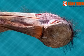 Loài chim xấu xí nhất Việt Nam khiến người xem “đau cả mắt“