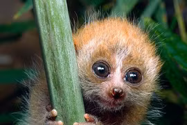 Ảnh siêu ngộ về loài khỉ nhỏ nhất Việt Nam