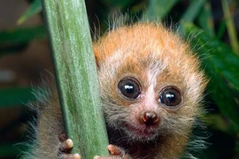 Ảnh siêu ngộ về loài khỉ nhỏ nhất Việt Nam