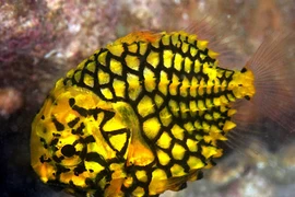 Cận cảnh loài cá “bọc thép” siêu dị ở Biển Đông