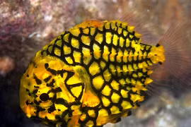 Cận cảnh loài cá “bọc thép” siêu dị ở Biển Đông