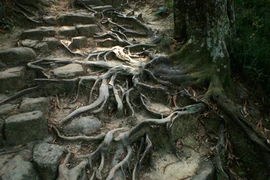 Cận cảnh đường mòn cổ, kỳ lạ bậc nhất Việt Nam