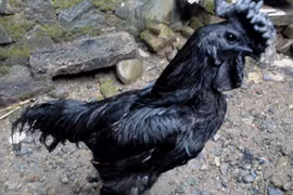 Dân chơi “sốt” gà đen tuyền giá 2.500 USD/con