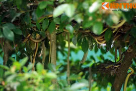 Cảnh tượng ghê người ở thánh địa rắn lớn nhất VN