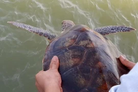 Ngư dân từ chối 250 triệu, thả đồi mồi dứa quý hiếm về biển