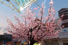 Độc đáo cây đào giả chơi Tết Giáp Ngọ