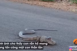 Video: Xem rắn hổ mang cực độc truy sát thằn lằn