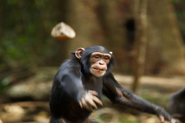 "Sốc" lý do tinh tinh thường... ném phân vào du khách