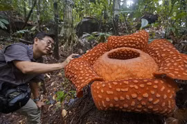 Những thực vật quái dị có thật đáng sợ như phim kinh dị