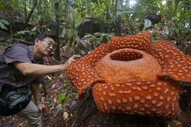 Những thực vật quái dị có thật đáng sợ như phim kinh dị