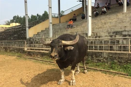 Chủ trâu tiết lộ bí mật luyện trâu chọi ăn hết chục triệu đồng/tháng