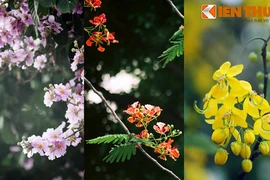 Ngắm phố phường Hà Nội rực rỡ trong sắc hoa đầu hạ 