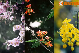 Ngắm phố phường Hà Nội rực rỡ trong sắc hoa đầu hạ 