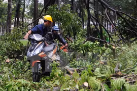 TP HCM: Mưa lớn, cây xanh đổ hàng loạt làm nhiều người bị thương 