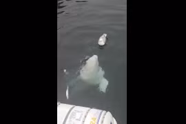 Thích thú ngắm cá voi trắng tinh nghịch trêu đùa mòng biển