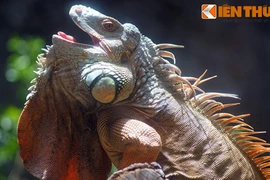 Khóc thét với loài vật cưng kinh dị nhất Việt Nam