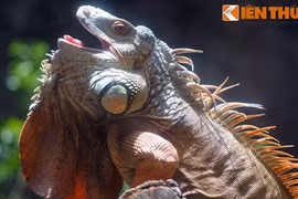 Khóc thét với loài vật cưng kinh dị nhất Việt Nam