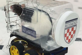 Phát hiện sốc khi dạy chuột lái xe tìm thức ăn