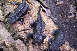 Giải mã “thủy quái da sần” cực quý vừa xuất hiện ở Phú Thọ