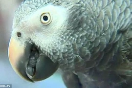 Những vụ án nổi tiếng phá được nhờ... vẹt